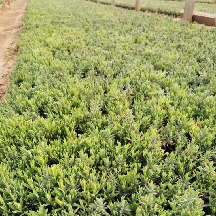 青州薰衣草 薰衣草基地报价
