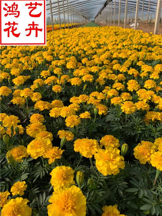 龙岩孔雀草基地批发 孔雀草品种齐全-鸿艺花卉