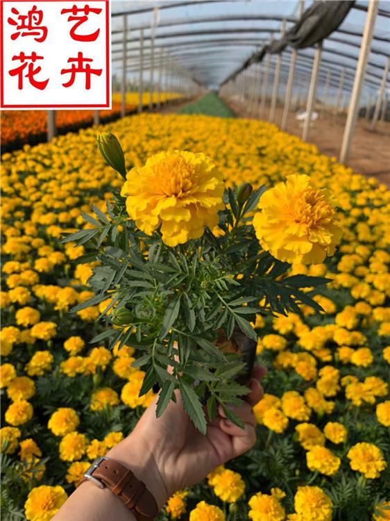 绍兴孔雀草四季室内花卉 孔雀草量大从优-鸿艺花卉
