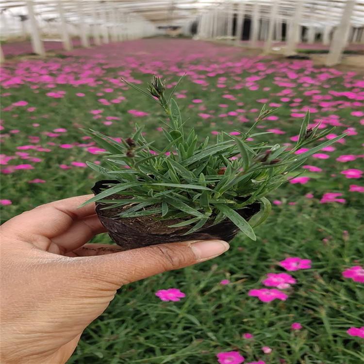 青州欧石竹杯苗供应商   欧石竹价格