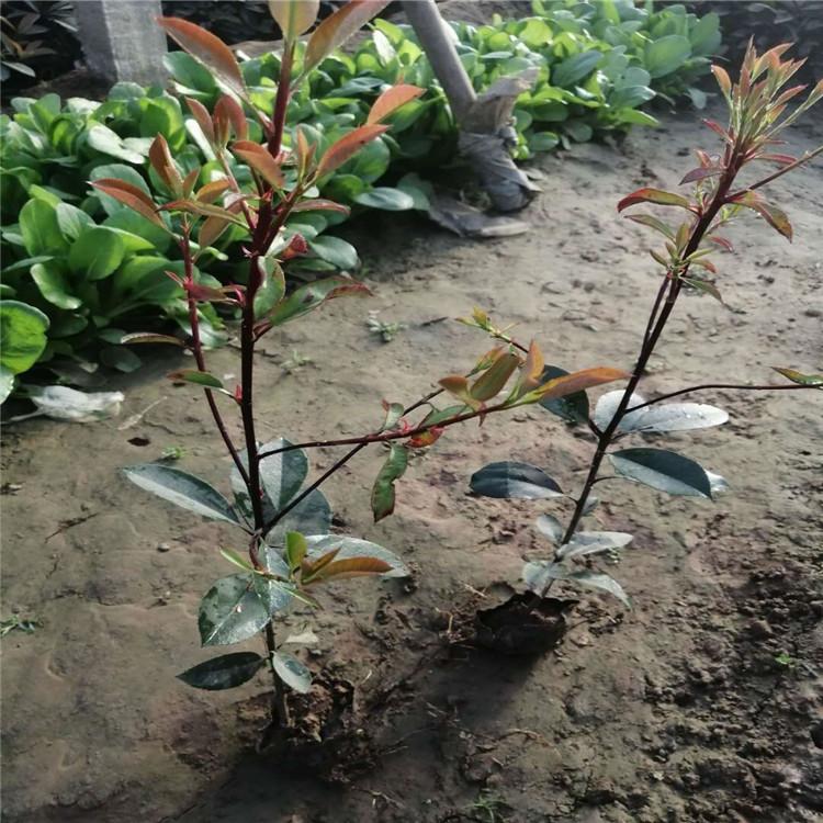 山东红叶石楠杯苗j直销    红叶石楠价格