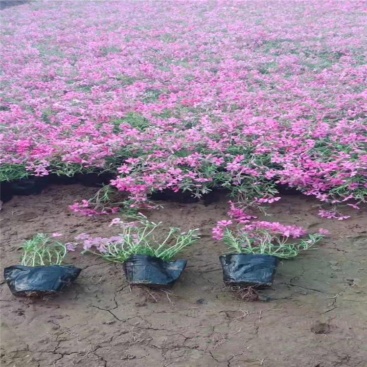 芝樱价格