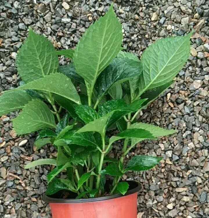 八仙花价格 绣球价格 八仙花供应 绣球供应