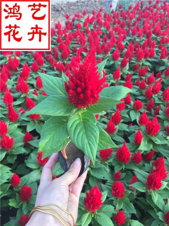 新乡鸡冠花厂家直销 鸡冠花花坛景观绿化花卉