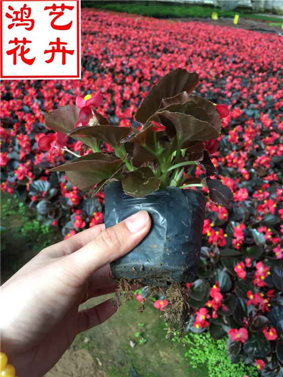 绵阳四季海棠市政绿化用苗 四季海棠绿化常见植物