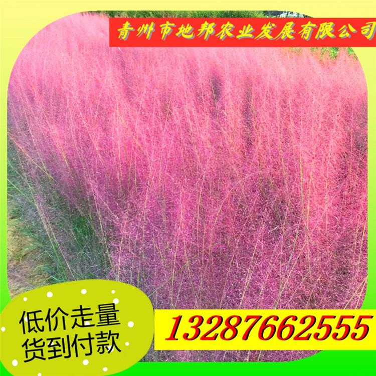 粉黛乱子草价格低地邦粉黛乱子草种植基地