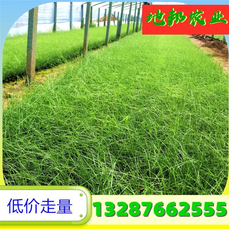 粉黛乱子草批发 青州粉黛乱子草小苗 基地批发粉黛乱子草小苗