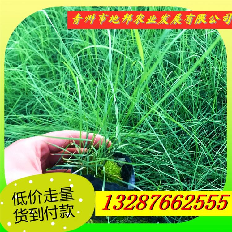 粉黛乱子草花海 粉黛乱子草批发 粉黛乱子草种植基地