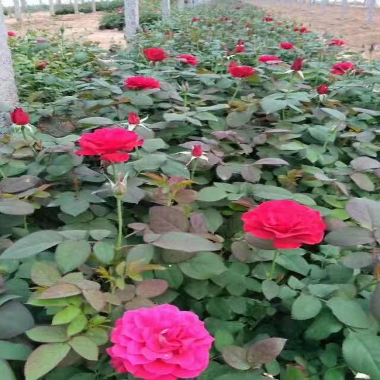 品种月季批发 大花月季苗 青州月季种植基地