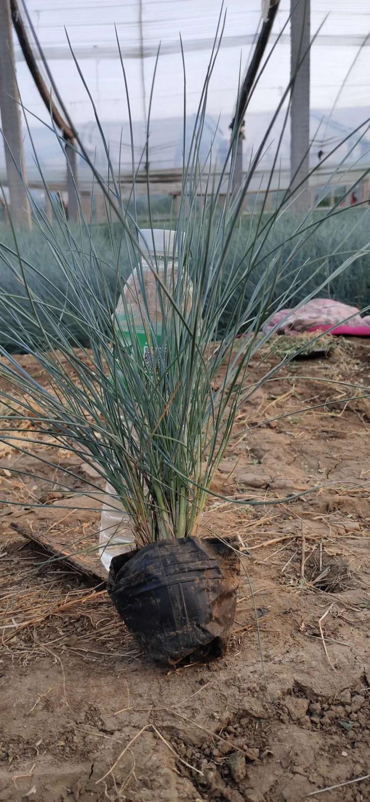 冠森供应蓝羊茅  常绿草本植物 适合冬季观赏 带小皮桶发货  价格优惠