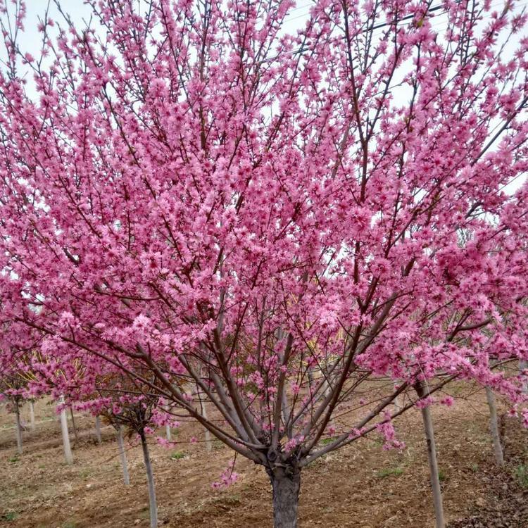 销售菊花碧桃 供应菊花碧桃树苗 菊花碧桃树苗价格