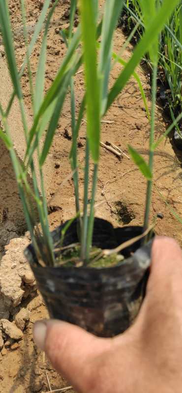 柳枝稷  柳枝稷价格 柳枝稷批发  柳枝稷基地