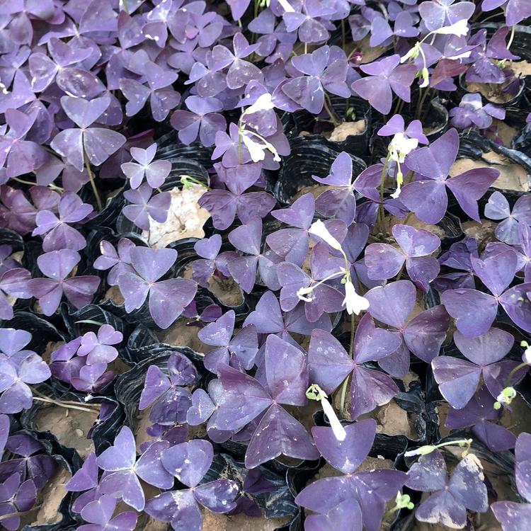 现货供应紫叶醡浆草 紫叶醡浆草种植基地-朵儿花卉