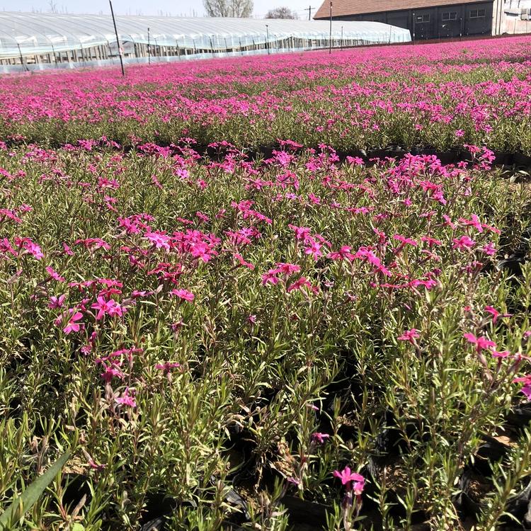 福禄考基地 丛生福禄考种植基地-朵儿花卉