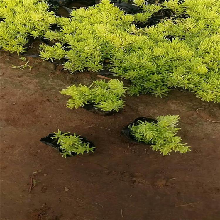 金叶佛甲草小苗 地被草本植物金叶佛甲草工程苗盆栽 金叶佛甲草