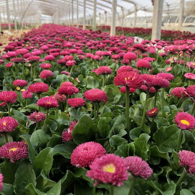 山东雏菊批发价格 雏菊小苗价格 欢迎致电咨询朵儿花卉