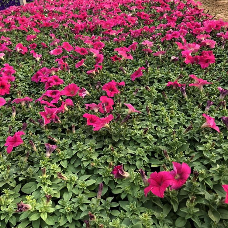 青州 矮牵牛批发价格 矮牵牛花价格