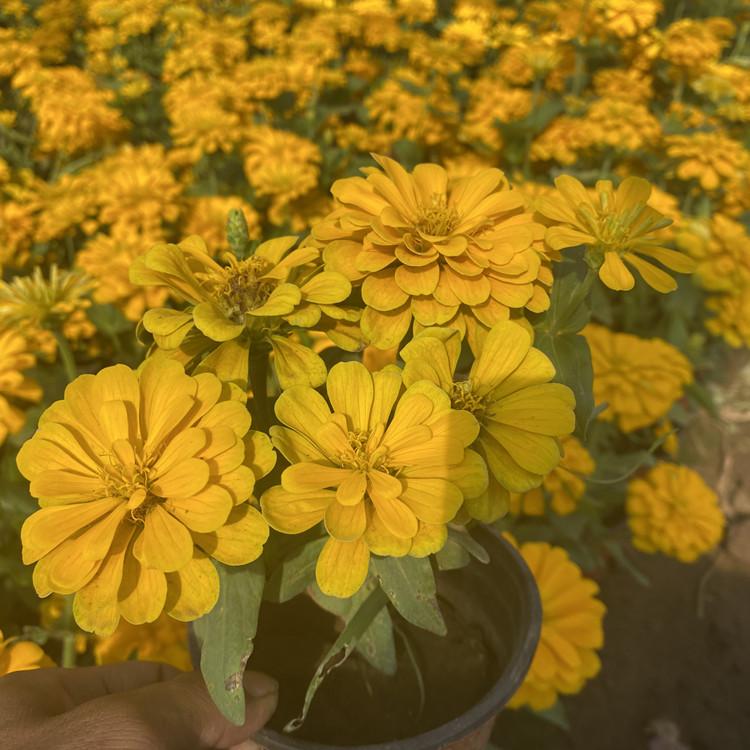 百日草种子 批发混色百日草种子 单色百日草 选同丰园林