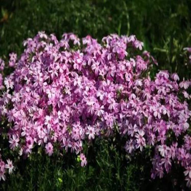 丛生福禄考  宿根福禄考种植基地 丛生福禄考报价