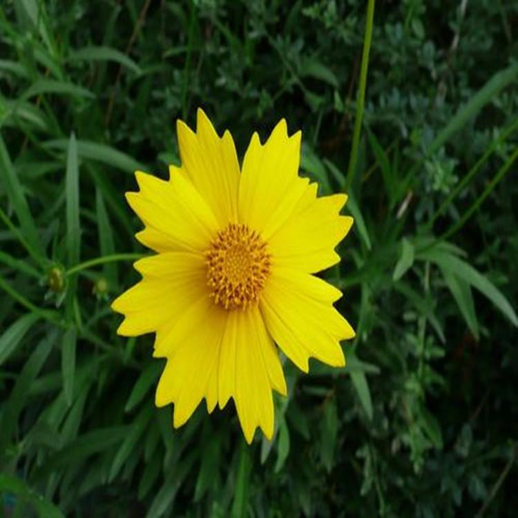 大花金鸡菊价格  大花金鸡菊批发  大花金鸡菊基地