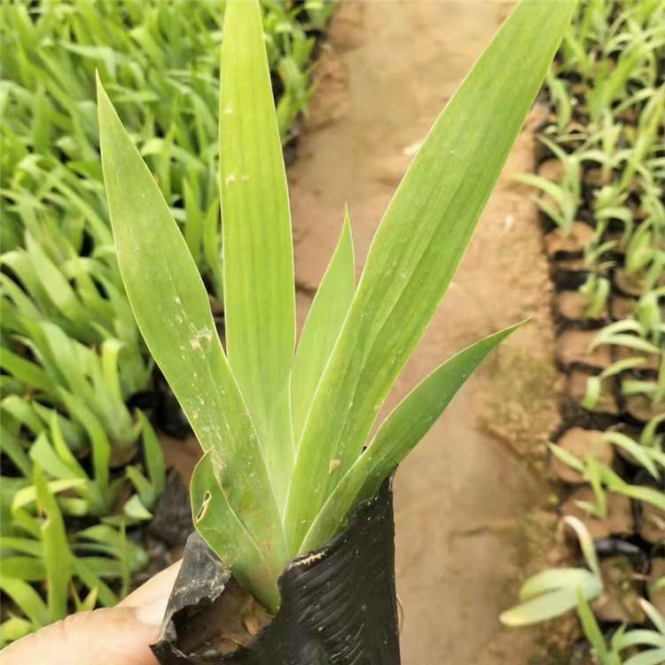水生鸢尾 鸢尾种植基地