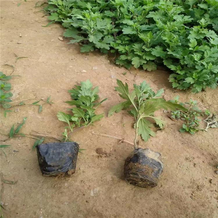 地被菊供应地被菊价格