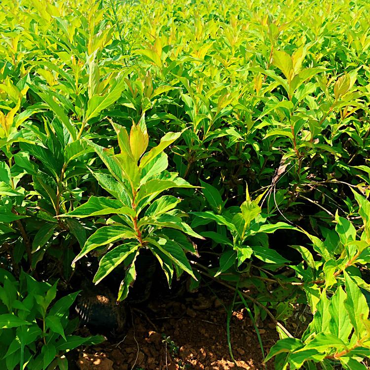 红王子锦带40公分--红王子锦带价格--量大价优