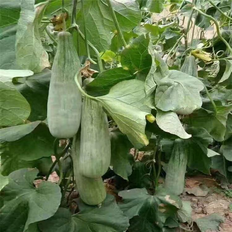 大量上市嫁接羊角蜜种苗   甜瓜种苗抗死棵 果型大 口感好 批发好价