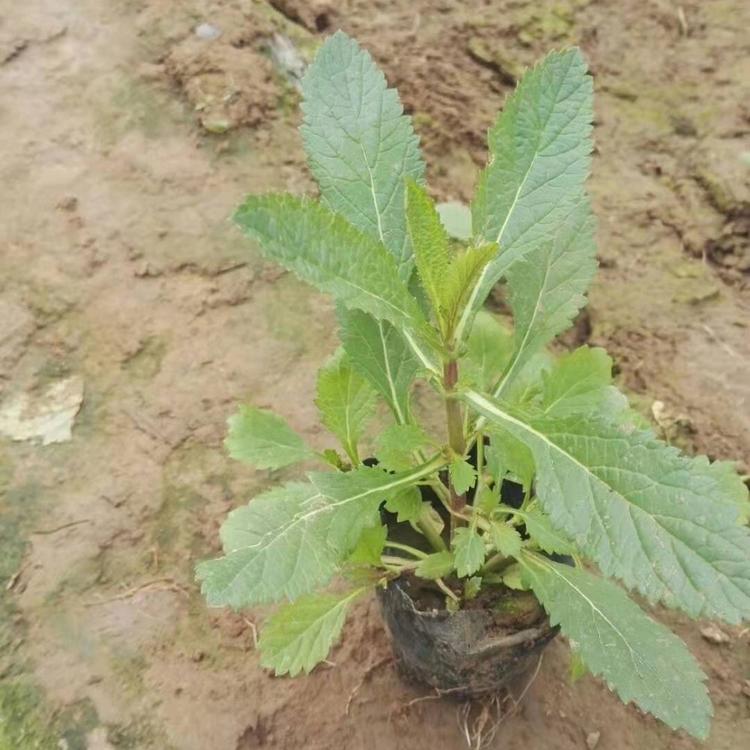 大量马鞭草   马鞭草小苗