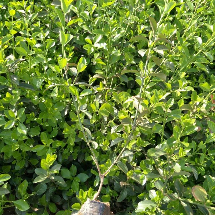 鑫炜景扶芳藤价格_扶芳藤批发基地