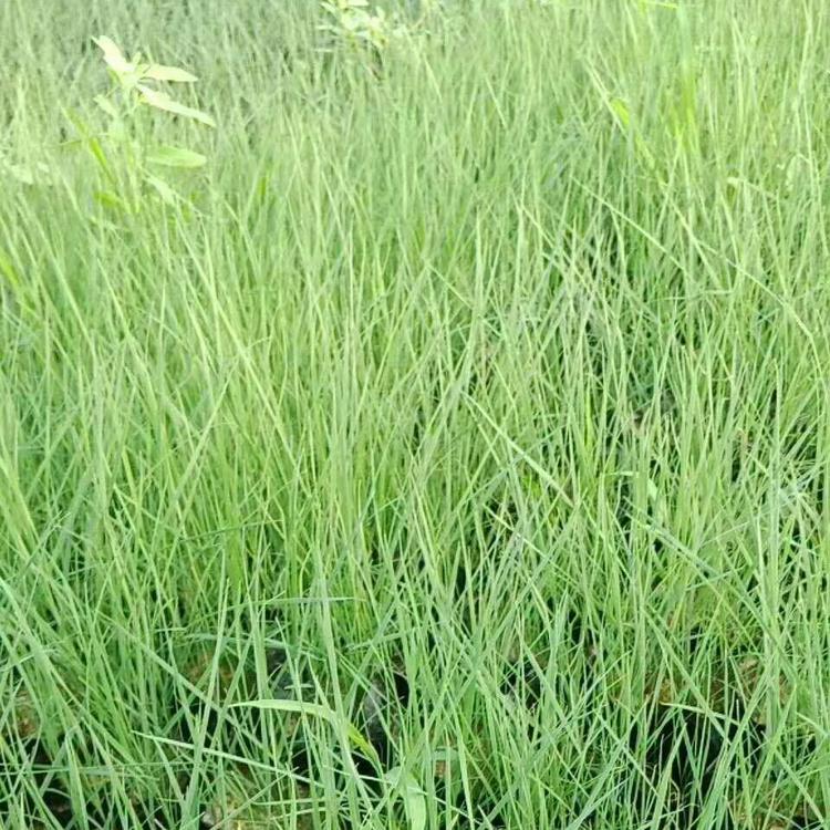 粉黛乱子草价格_鑫炜景粉黛乱子草