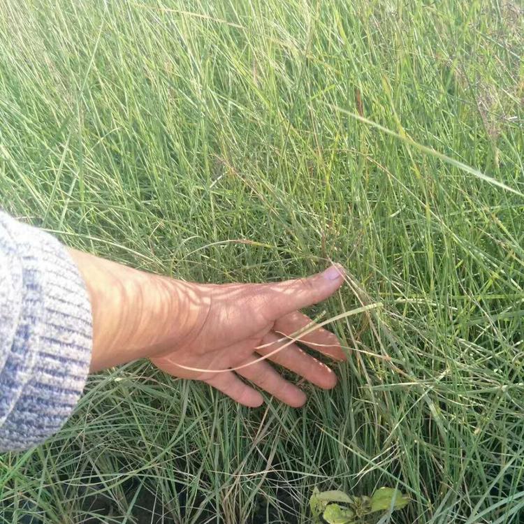 青州粉黛乱子草价格_山东粉黛乱子草花海