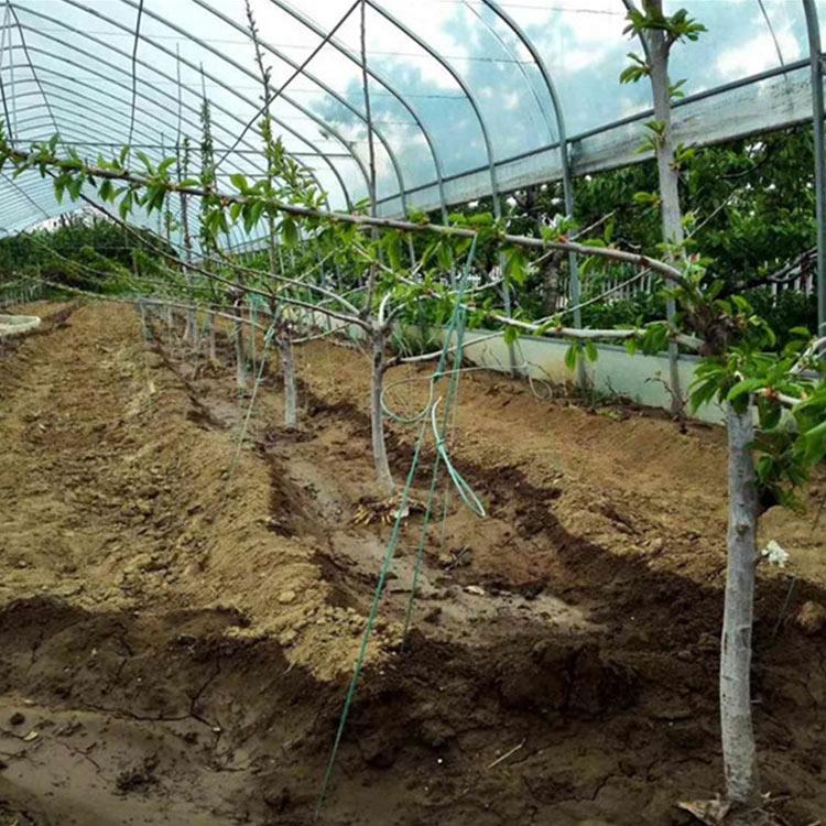 日光大棚 食用菌种植大棚 温室工程建设