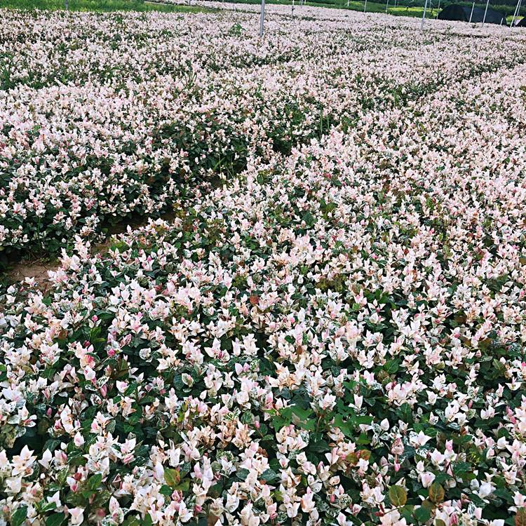 花叶络石--同丰花叶络石--花叶络石报价  价格实惠