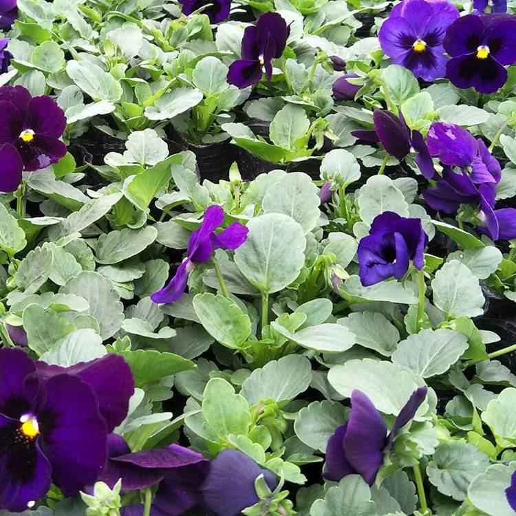 时令草花批发 青州宿根花卉基地 花海用苗