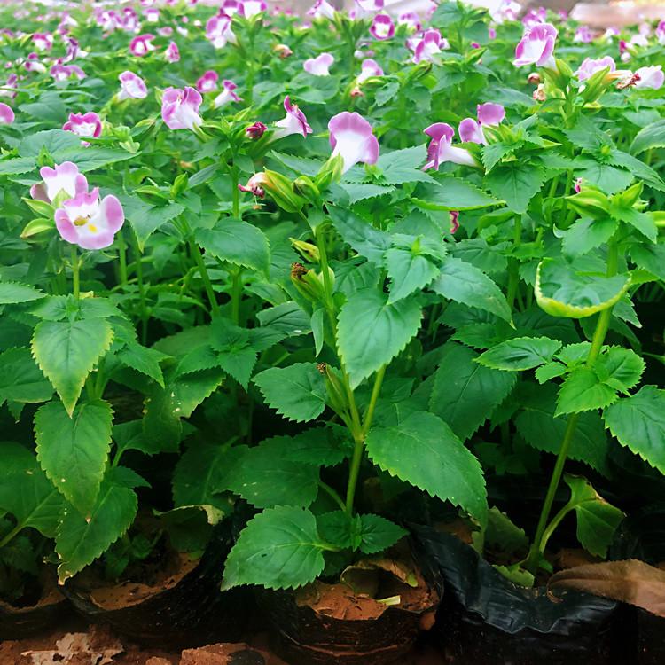 基地批发角堇 角堇价格 广场摆花角堇