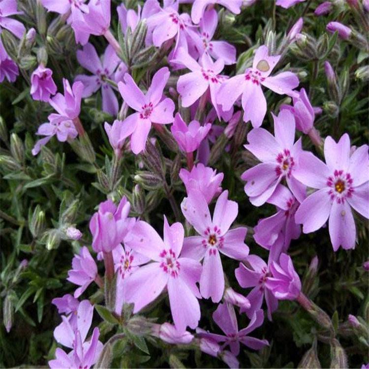 青州草花种植基地 宿根地被花卉供应商 花海设计