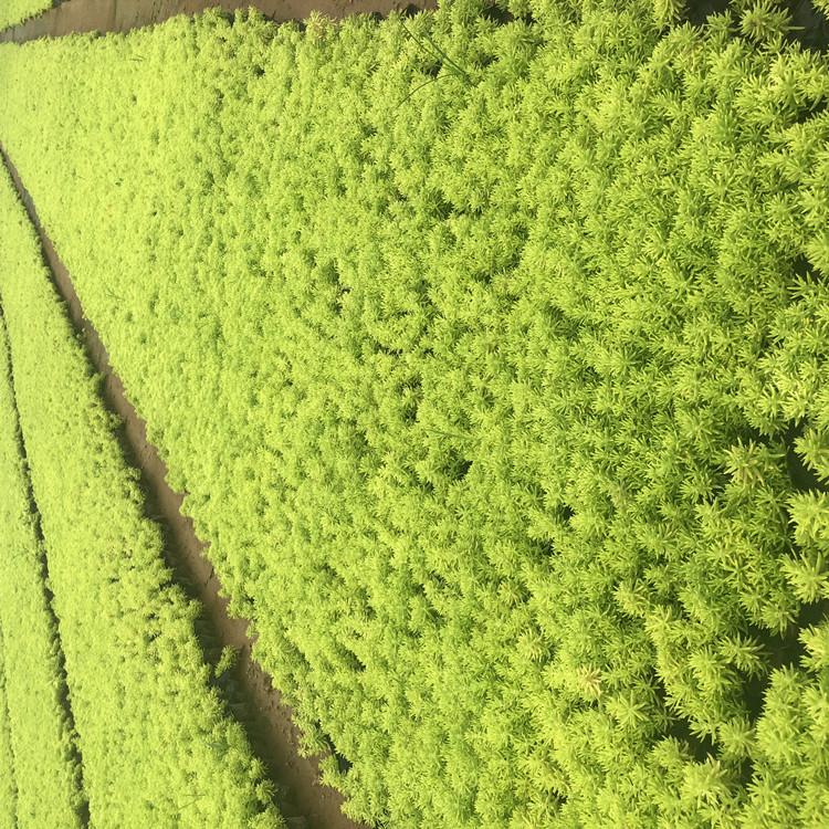 同丰佛甲草 佛甲草行情 佛甲草基地 佛甲草种植基地