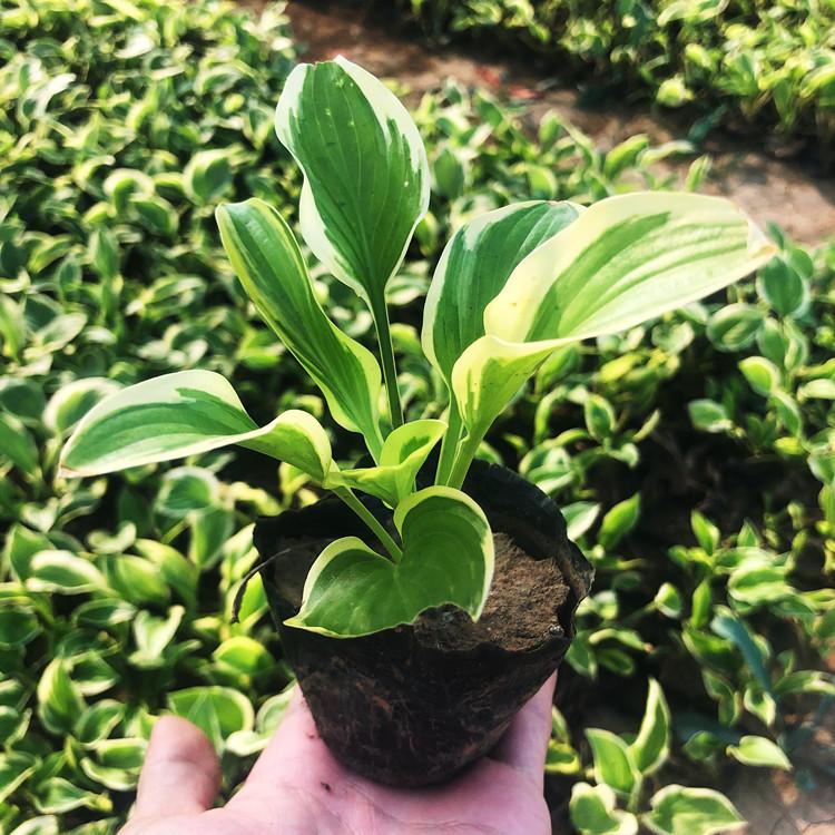 金边玉簪小苗   供应金边玉簪  种植基地