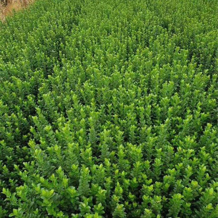 青州花卉基地批发草花苗木价格 绿化工程苗 启诺花卉