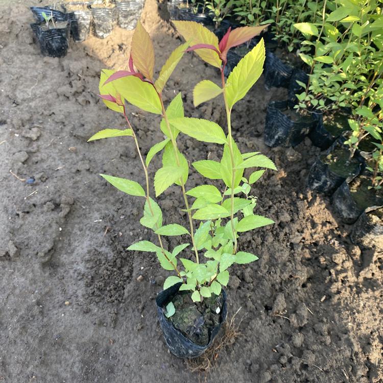 大量供应金焰绣线菊  价格从优 绿化工程