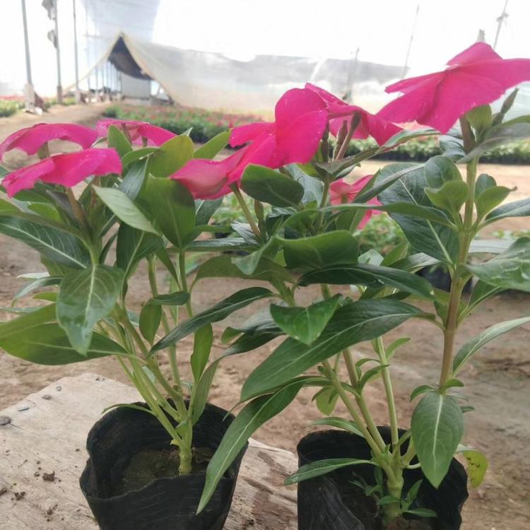 天天开价格天天开长春花基地