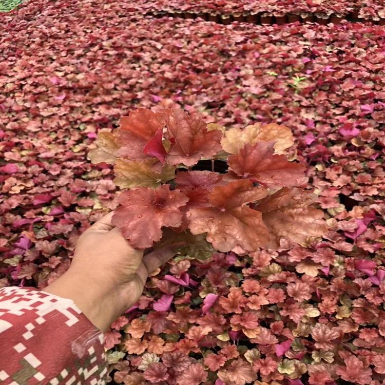 大量供应矾根 青州矾根 矾根价格-咨询树庆花卉