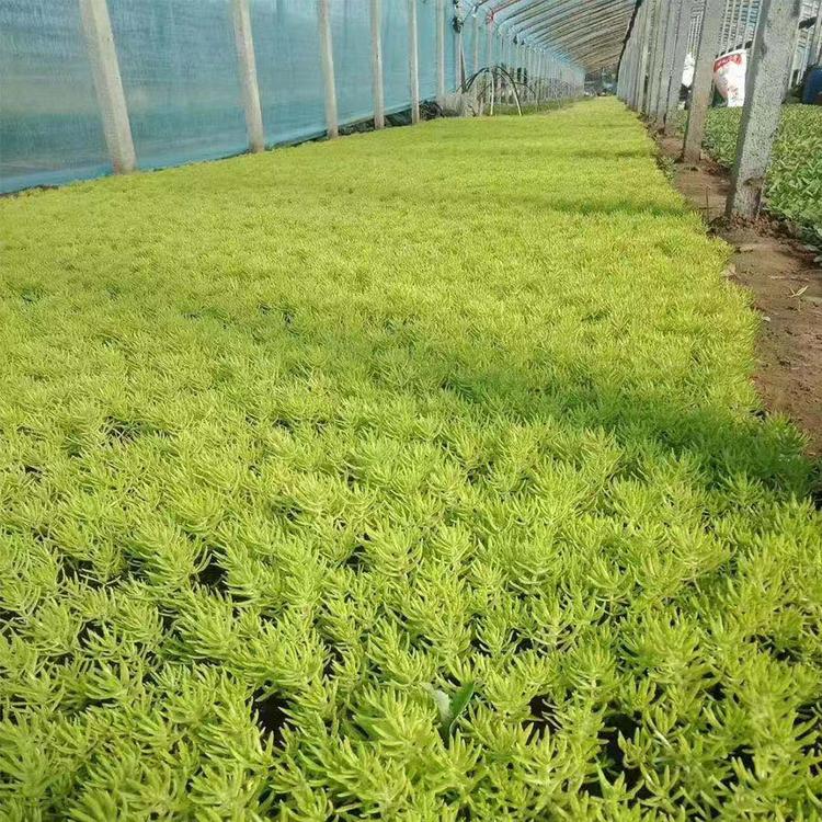佛甲草行情 青州佛甲草种植基地-树庆花卉