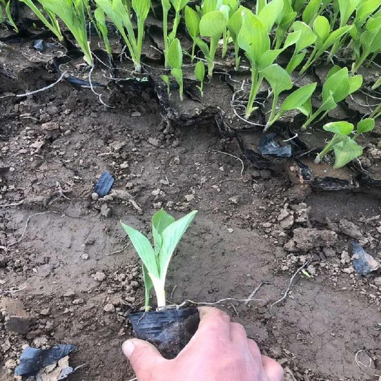 供应玉簪 紫花玉簪批发价格 紫花玉簪基地批发出售