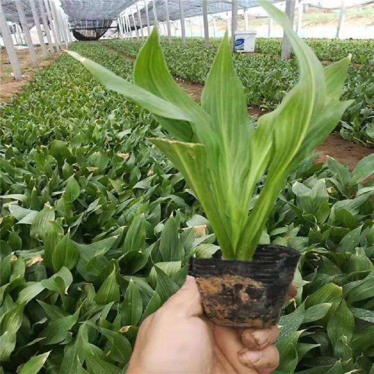 批发紫花玉簪 紫花玉簪价格 出售紫花玉簪