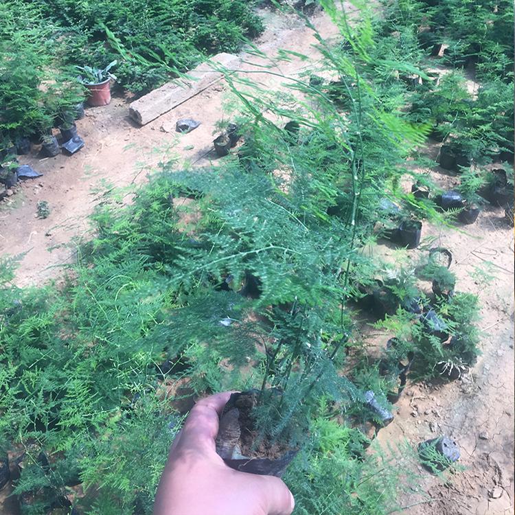 基地直销文竹盆栽 种苗四季常青 办公室绿植花卉盆景批发