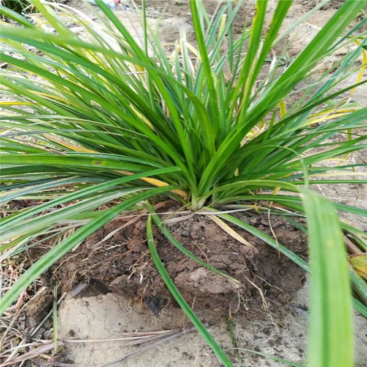 崂峪苔草价格崂峪苔草基地