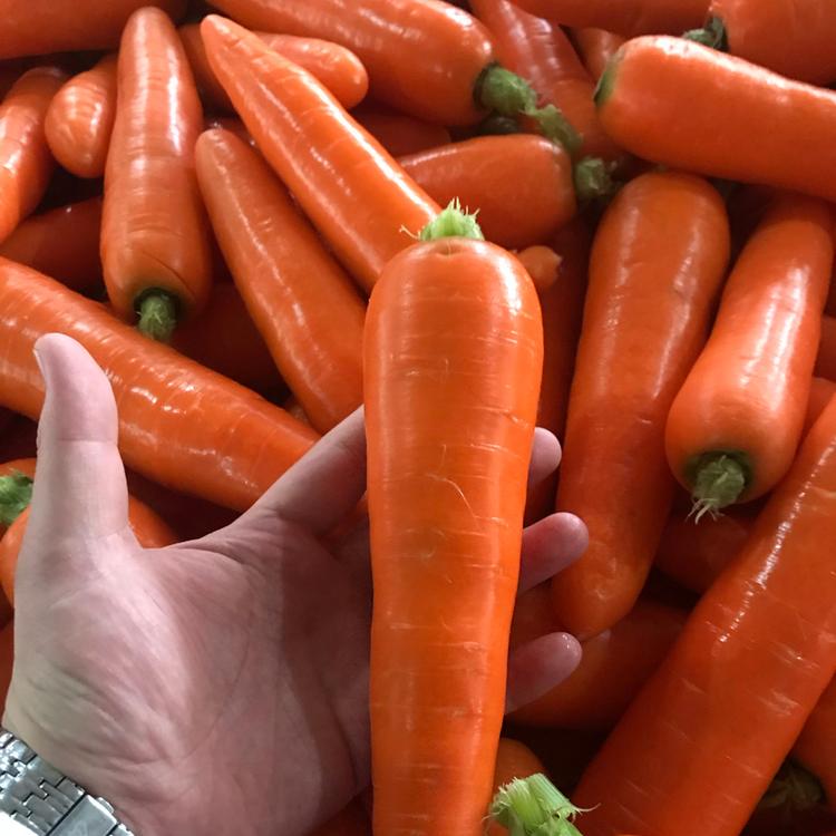 胡萝卜价格 欢迎咨询源宝食品-胡萝卜供应商