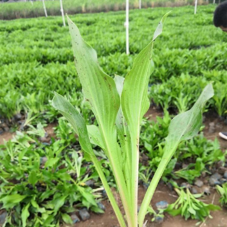 青州花卉供应 紫花玉簪报价 现货供应